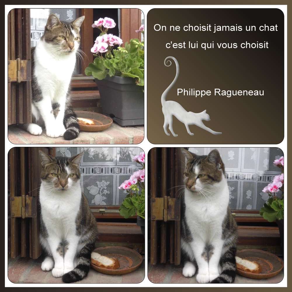 3-REALISATION - ON NE CHOISIT JAMAIS UN CHAT ...