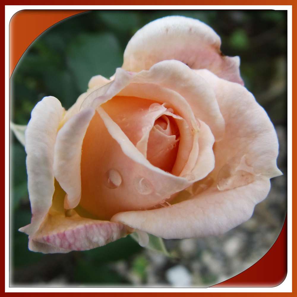 314 - BEAUTE FLORALE