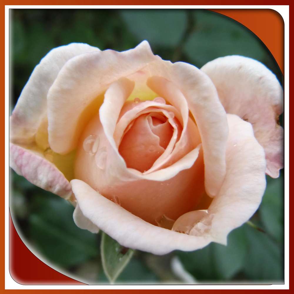 315 - BEAUTE FLORALE