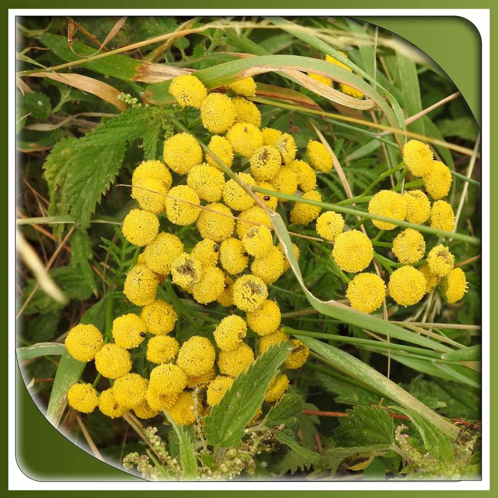 391 - BEAUTE FLORALE