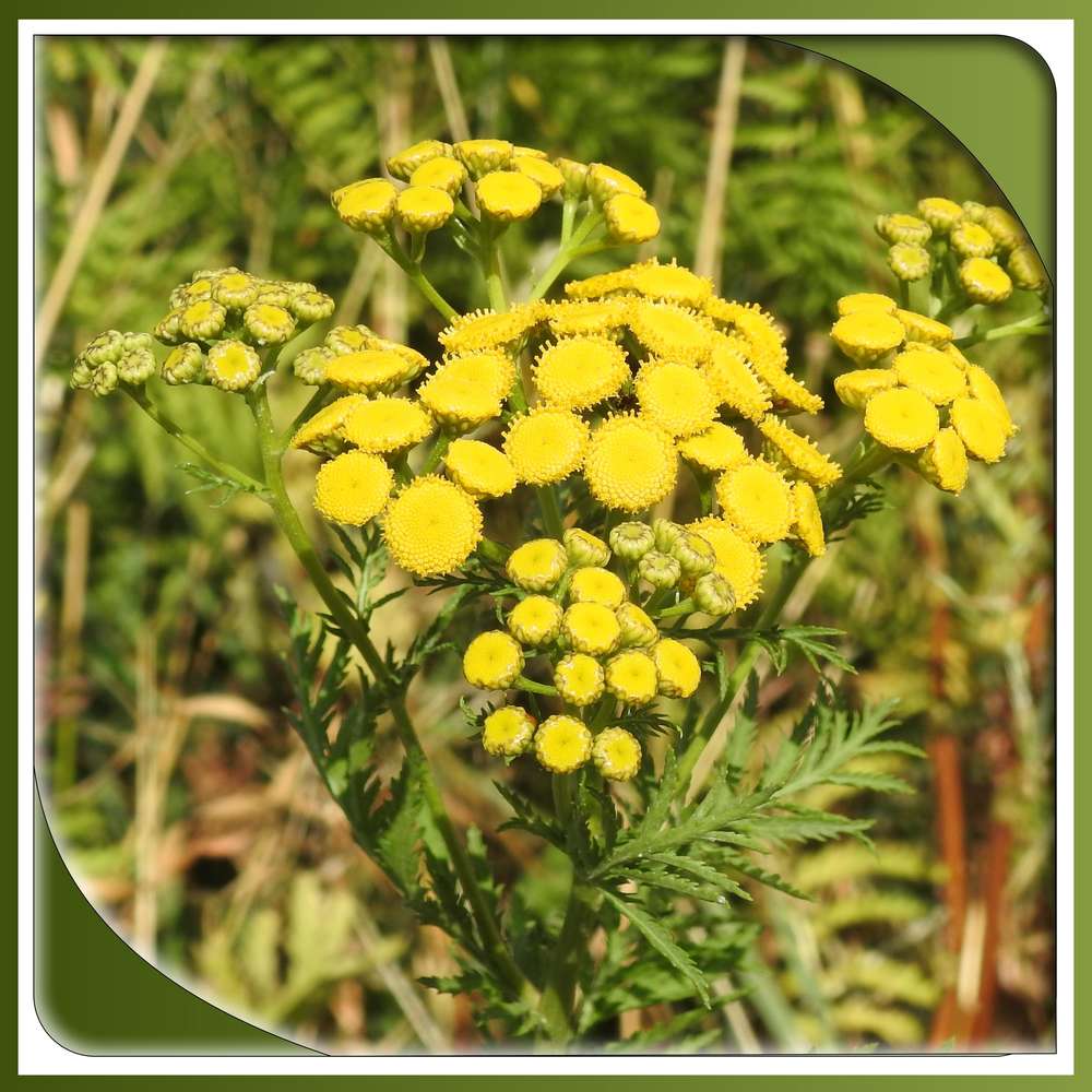 392 - BEAUTE FLORALE