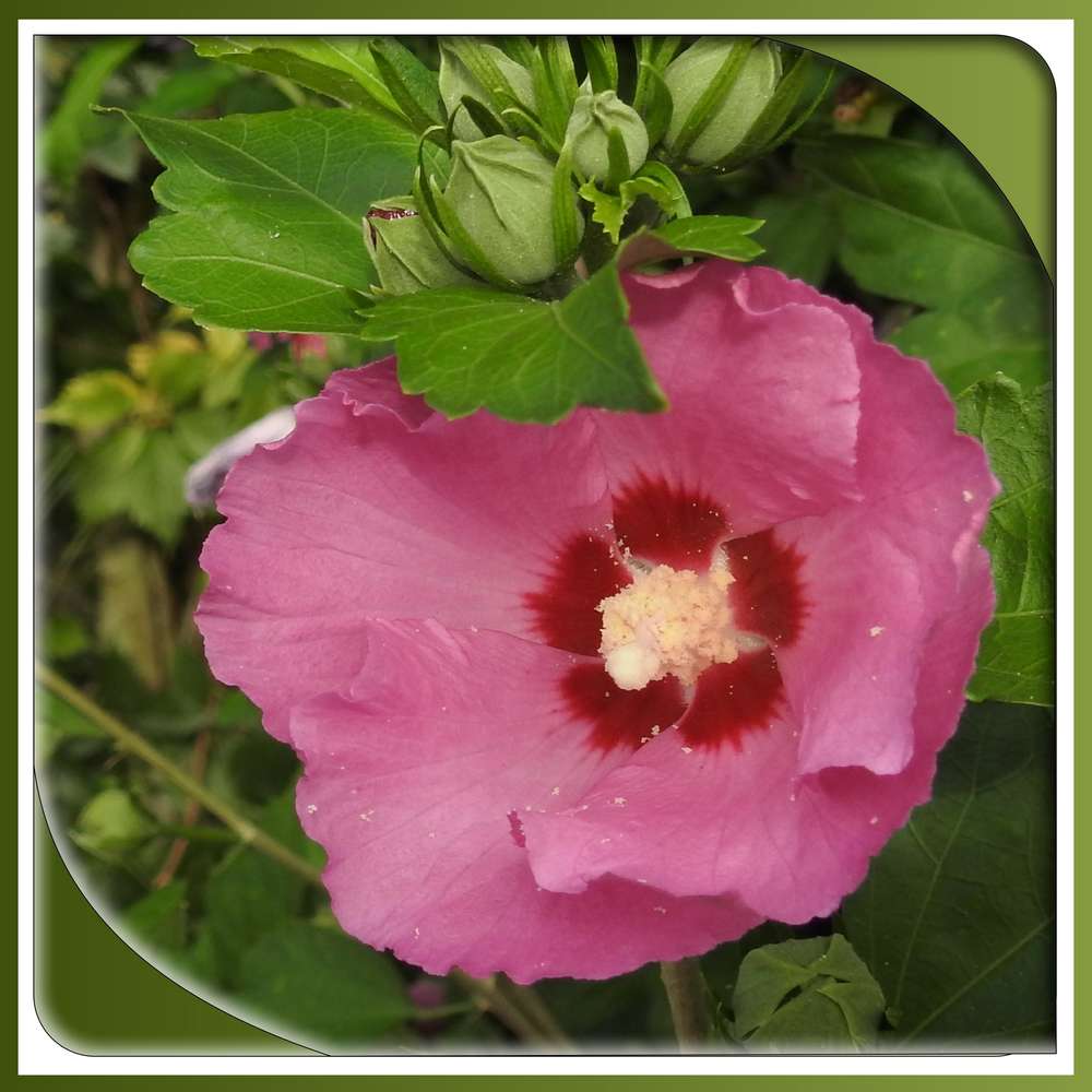 393 - BEAUTE FLORALE