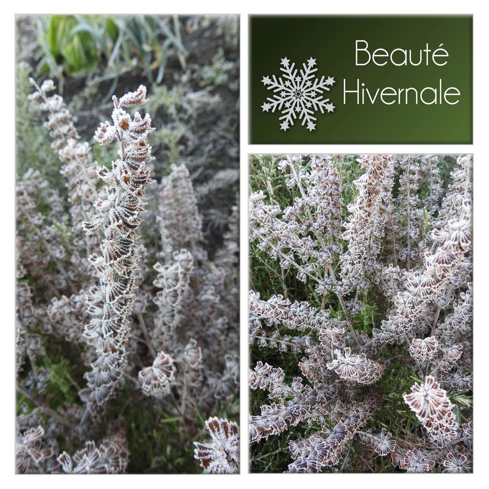 4-BEAUTE HIVERNALE