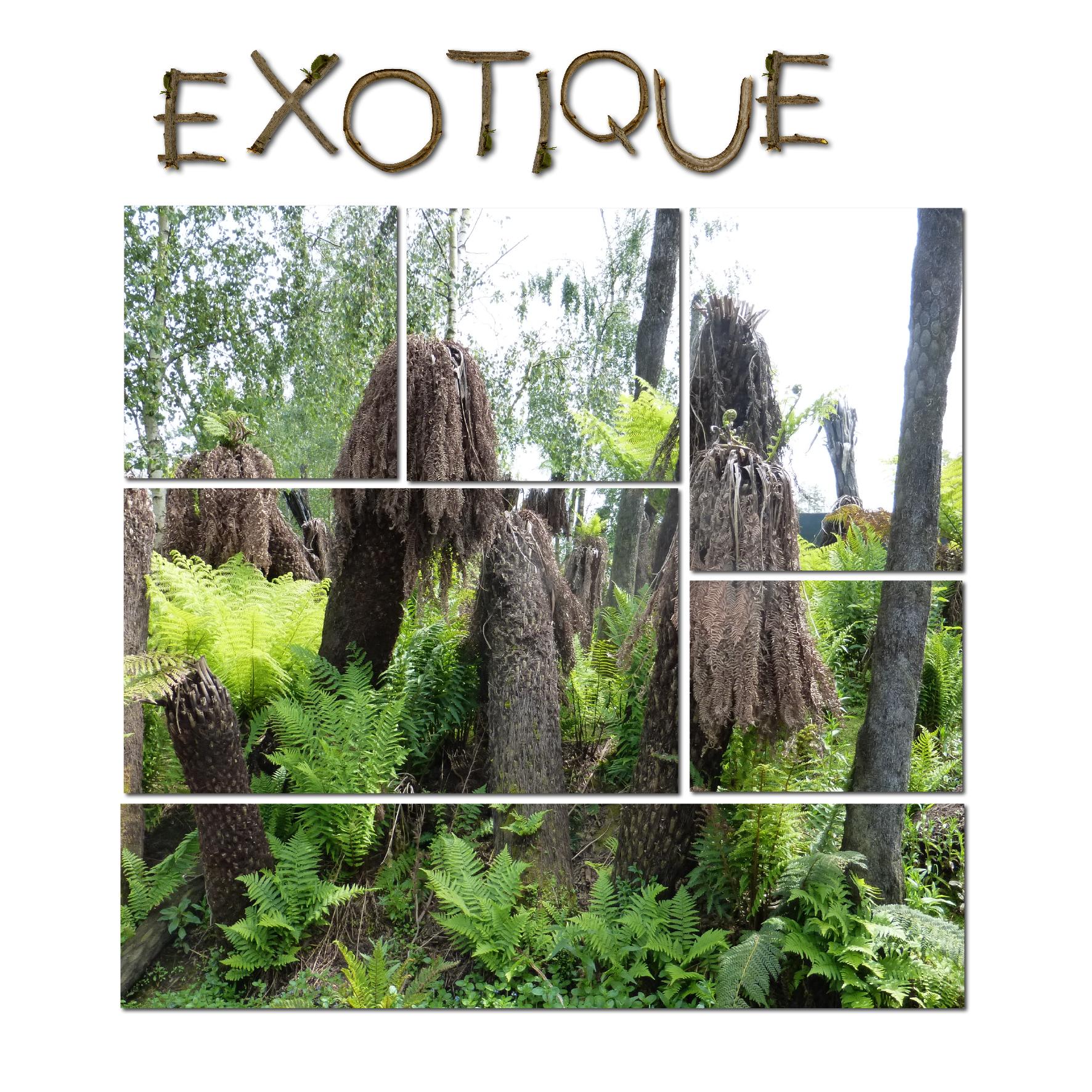 4 - Exotique.jpg