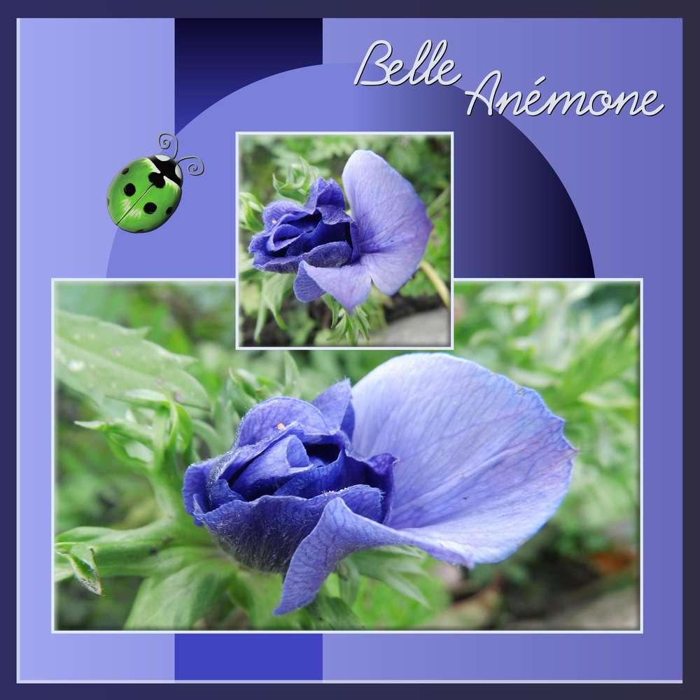 4-REALISATION - BELLE ANEMONE