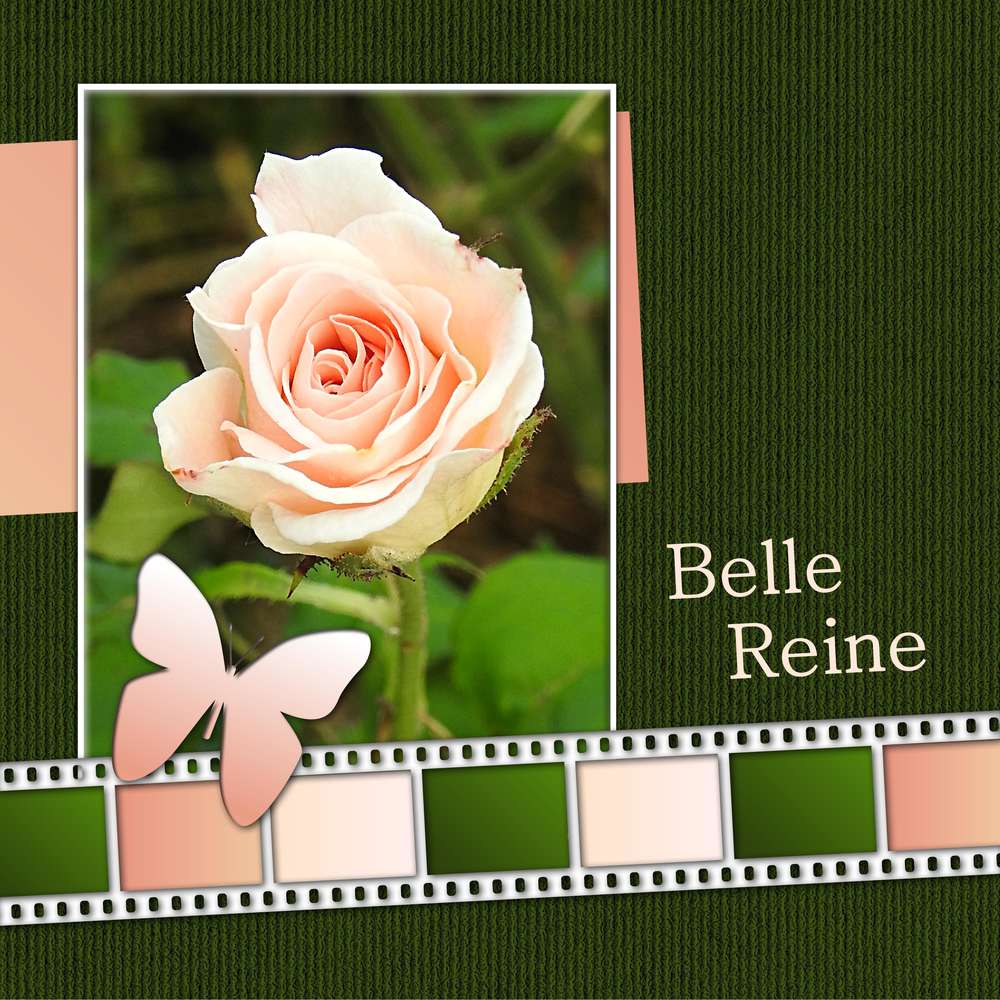4-REALISATION - BELLE REINE