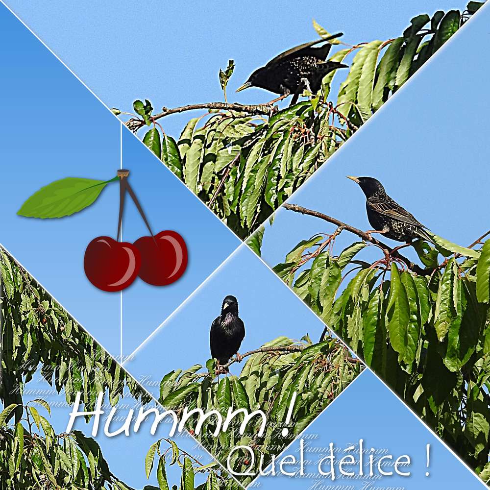 4-REALISATION - HUMMM ! QUEL DELICE !