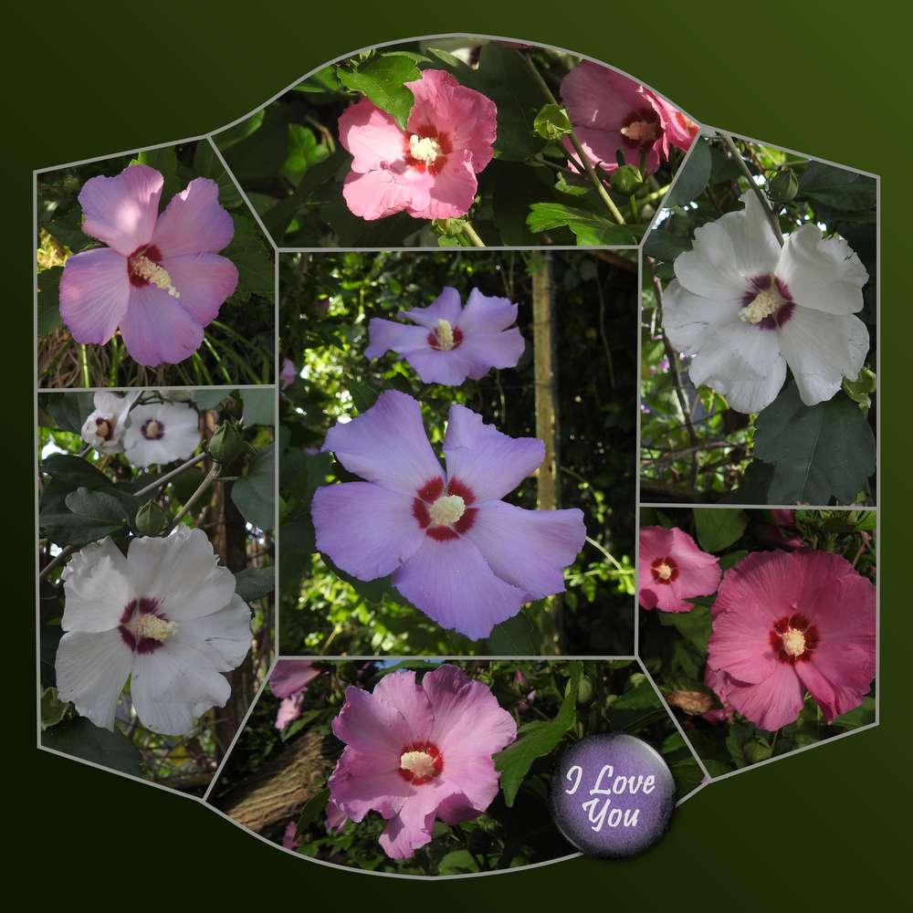 400-I LOVE YOU BEAUTE FLORALE