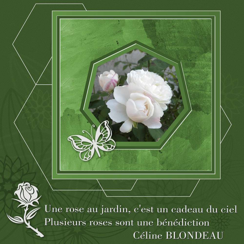 414 - UNE ROSE DES ROSES