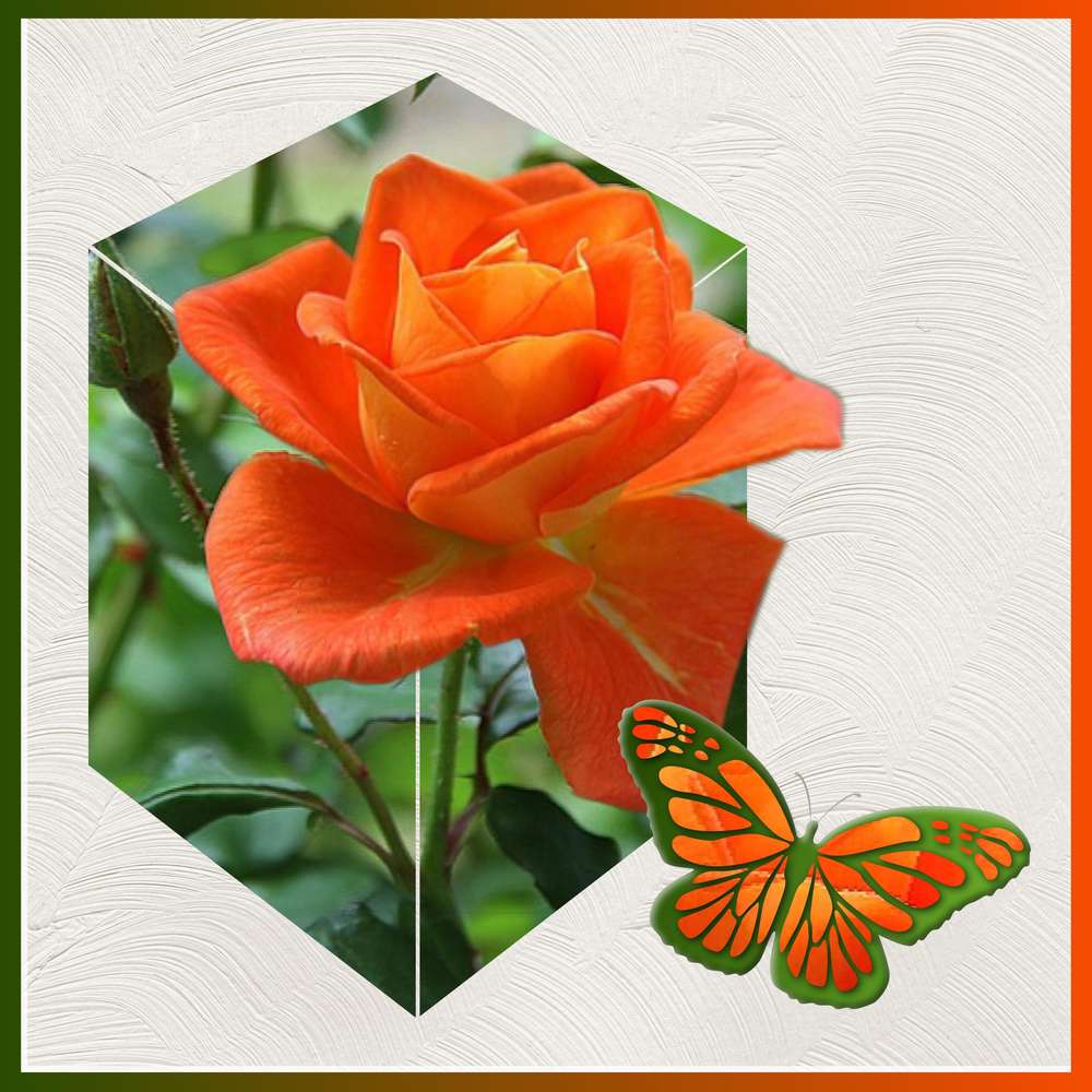 431 - UN ENCHANTEMENT