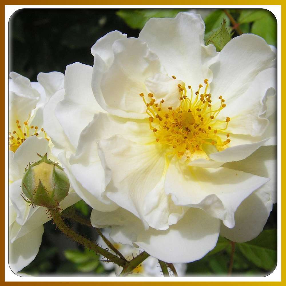 46 - BEAUTE FLORALE - 111