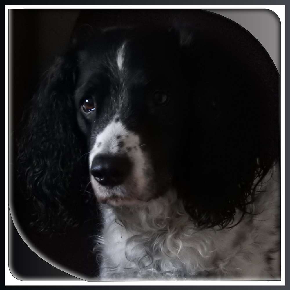 49-CANNELLE PETIT BONHEUR