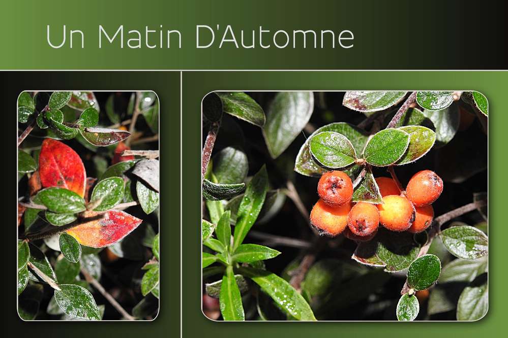 49-UN MATIN D'AUTOMNE