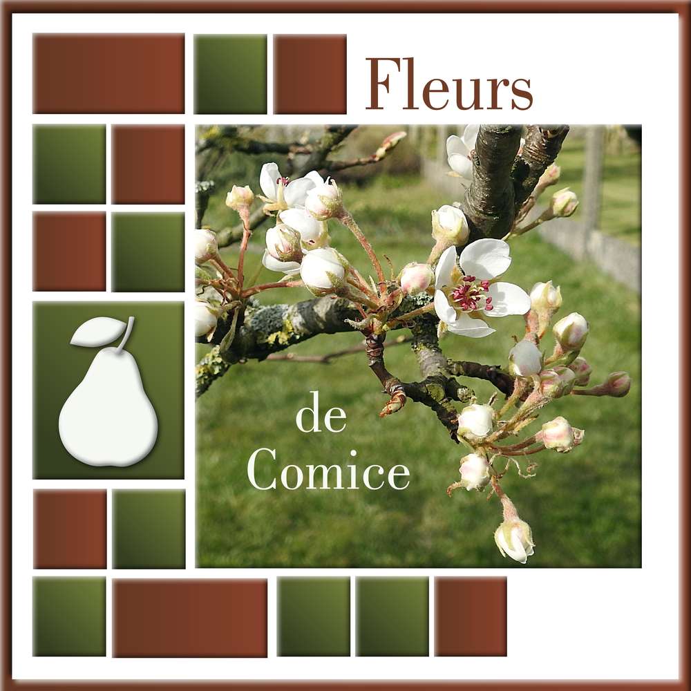 5-FLEUR(S) DE PRINTEMPS - VENDREDI 3 AVRIL 2020