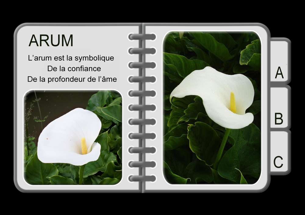 5-REALISATION - AGENDA FLEURS - ARUM