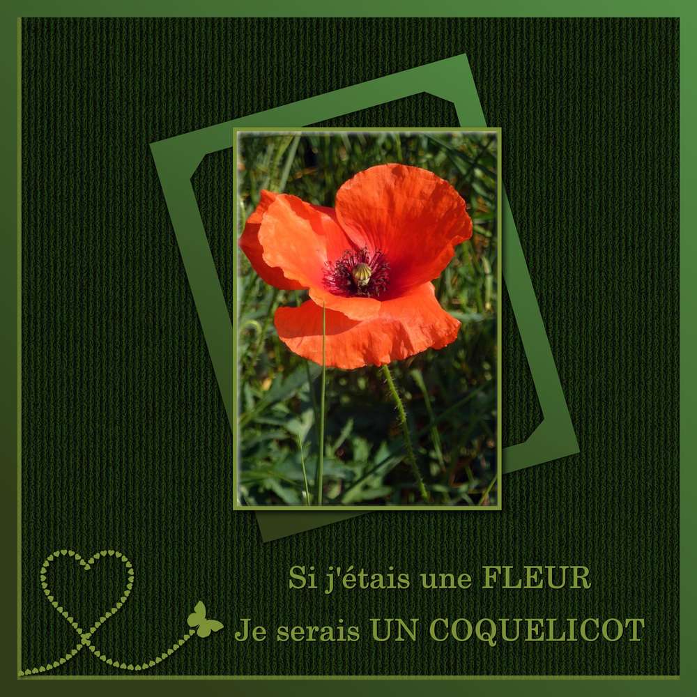 5-REALISATION - SI J'ETAIS UNE FLEUR JE SERAIS UN COQUELICOT