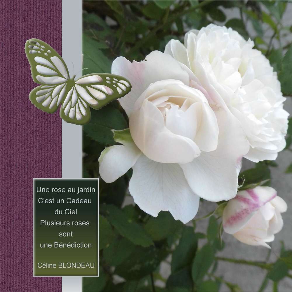 5-REALISATION -- UNE ROSE - PLUSIEURS ROSES