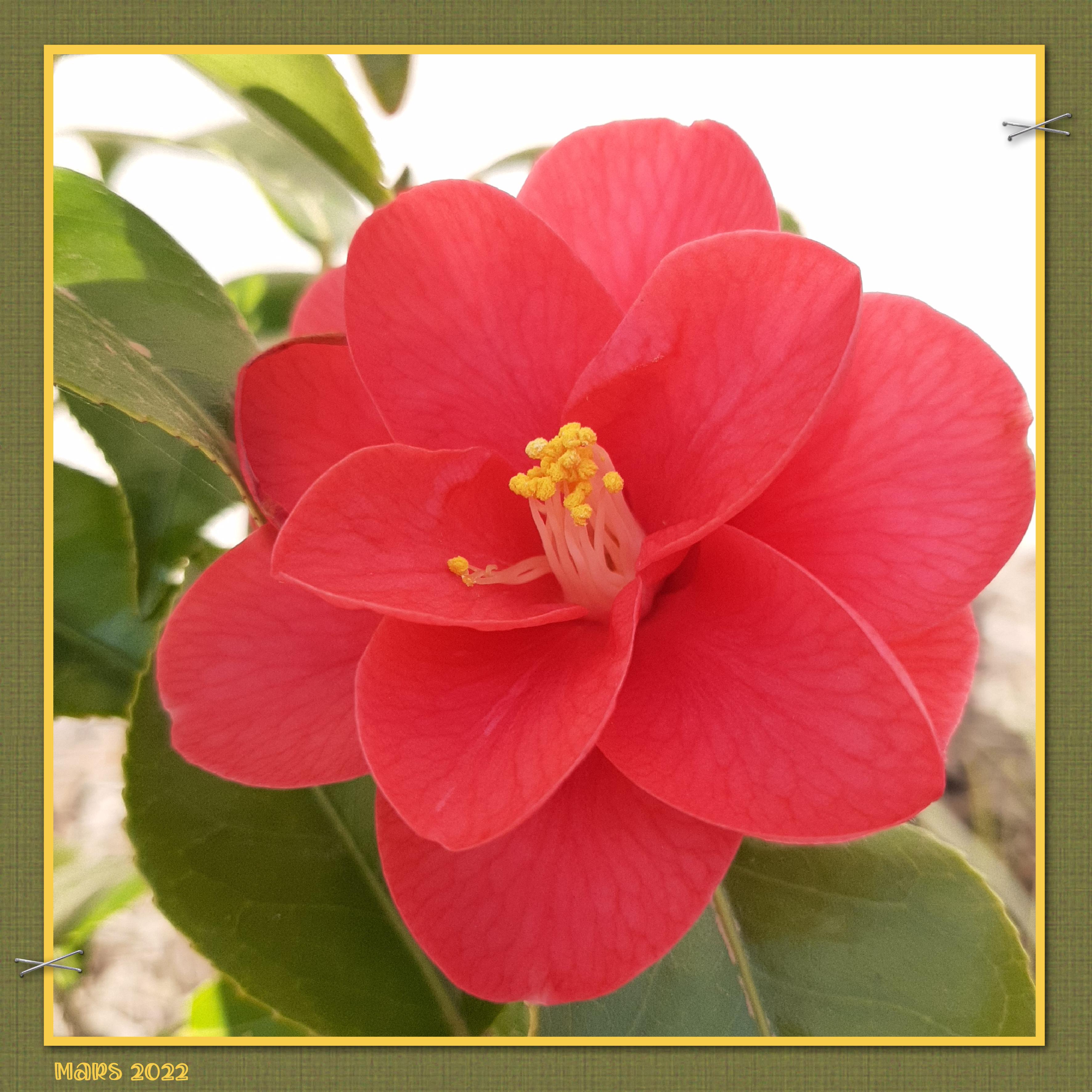 5- Scraptober -  Fleur.jpg