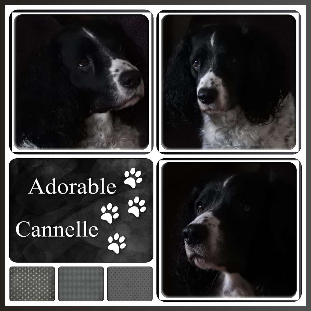 50-ADORABLE CANNELLE