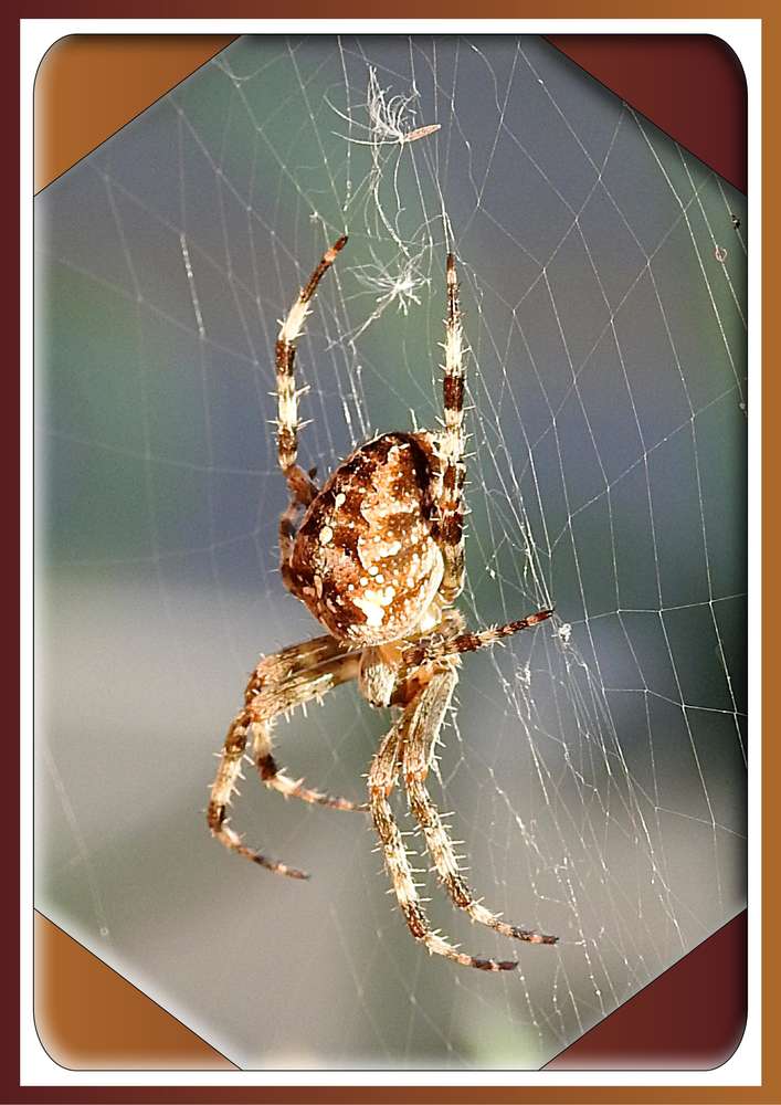 6-ARAIGNEE - LE SCRAPTOBER : CHALLENGE DU MOIS D'OCTOBRE