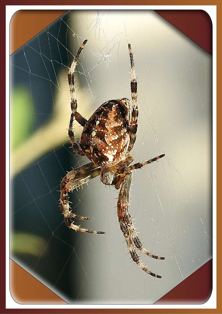 6-ARAIGNEE - LE SCRAPTOBER : CHALLENGE DU MOIS D'OCTOBRE