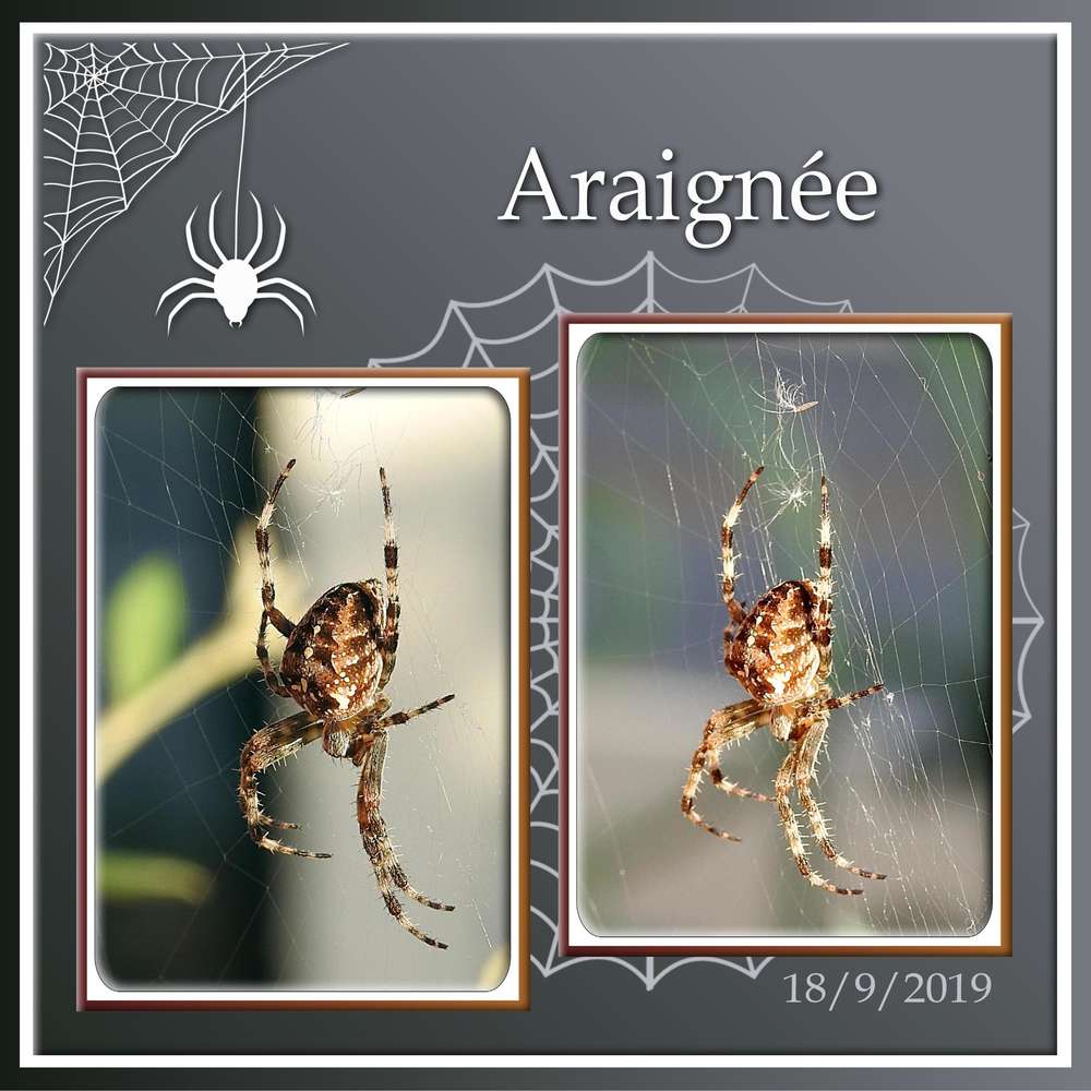 6-ARAIGNEE - LE SCRAPTOBER : CHALLENGE DU MOIS D'OCTOBRE