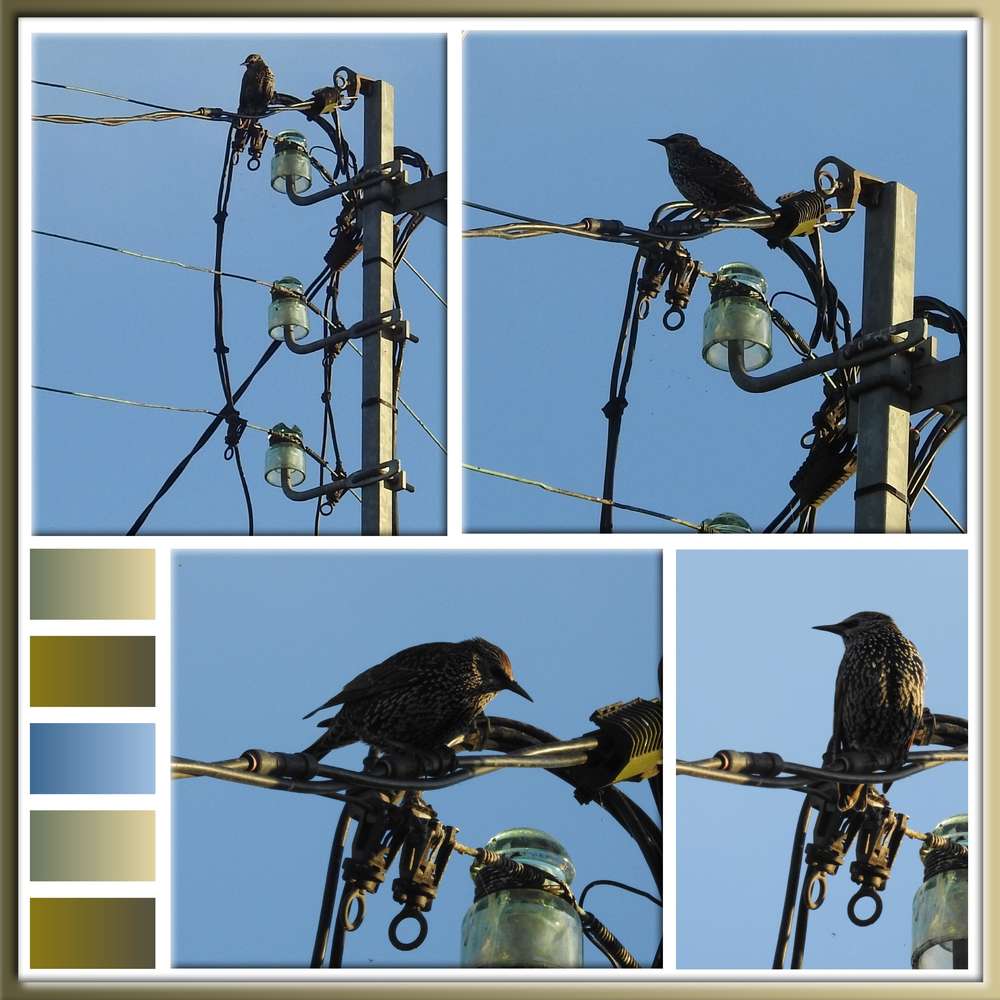 7-ANIMAUX - LE SCRAPTOBER : CHALLENGE DU MOIS D'OCTOBRE