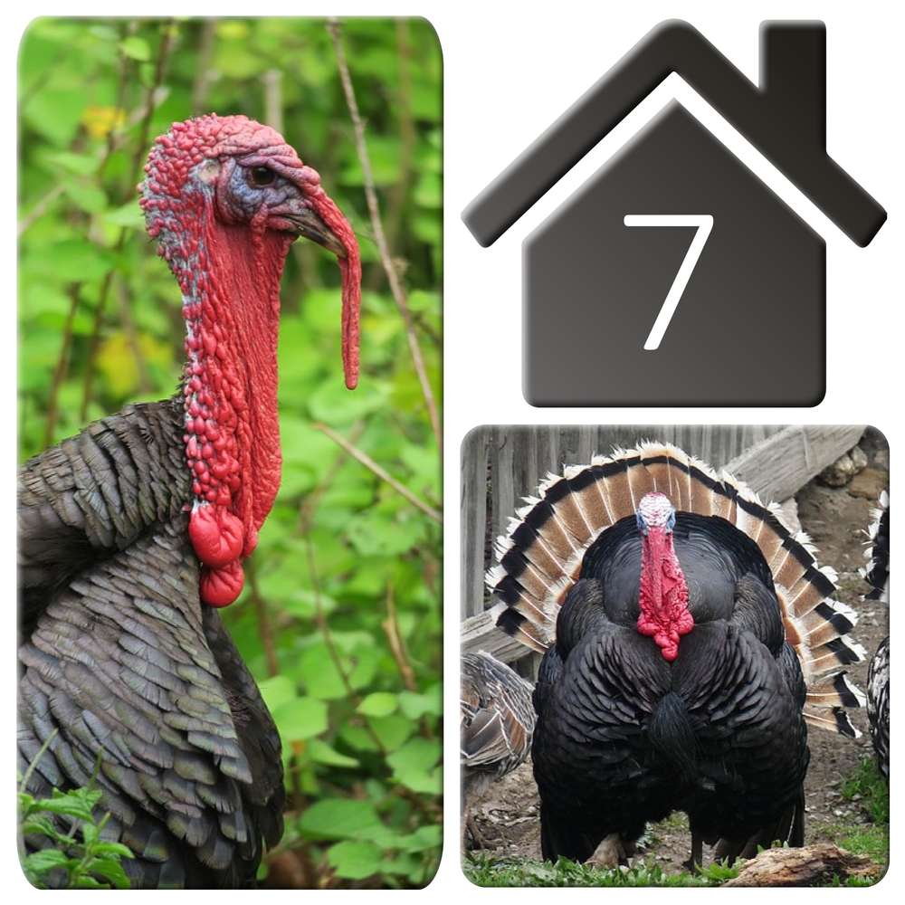 7-DINDE - LE CALENDRIER DE L'AVENT - (2)