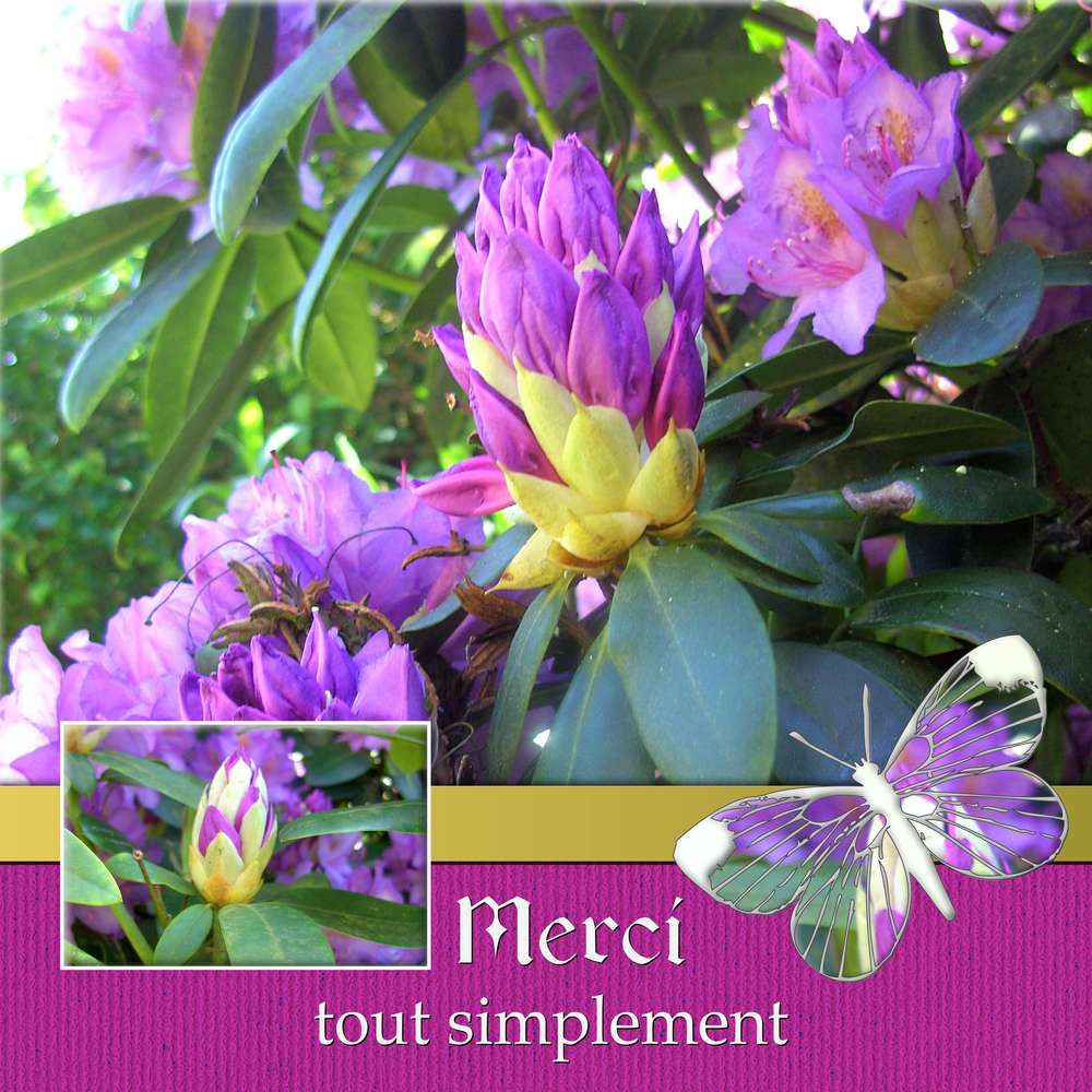 7-MERCI TOUT SIMPLEMENT