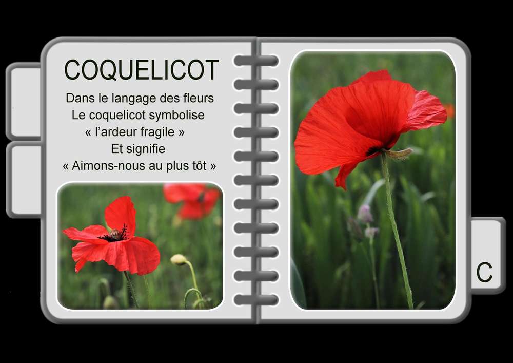 7-REALISATION - AGENDA FLEURS - COQUELICOT
