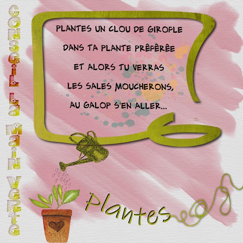 9 octobre plante.jpg