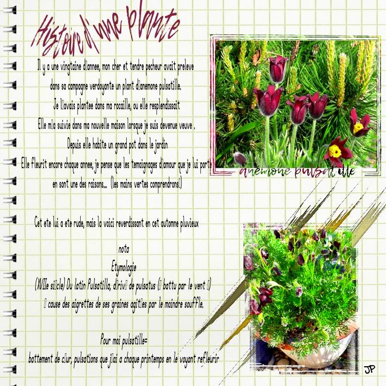 9 octobre plantes anemone.jpg