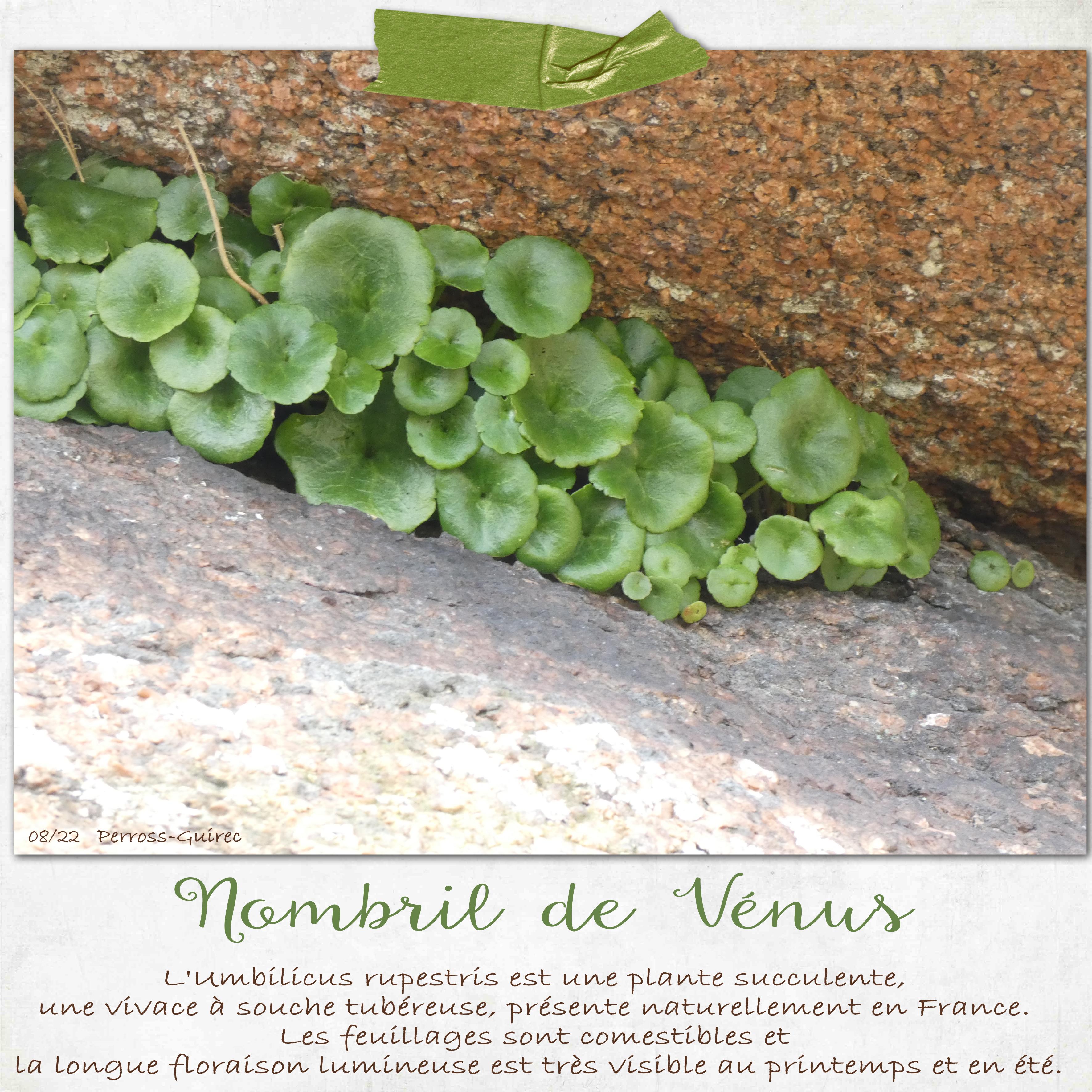 9- Scraptober - Plante.jpg