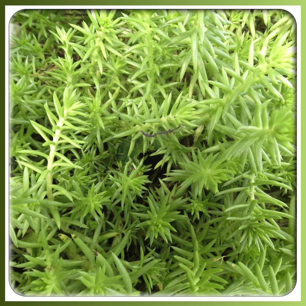 9a-PLANTE AVANT SA FLORAISON