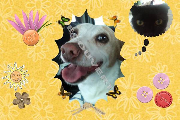 A nos chers amis à poils!