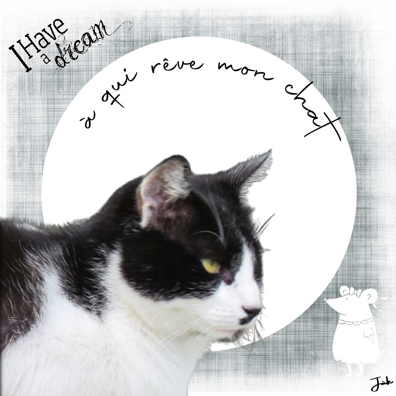 a qui rêve mon chat.jpg
