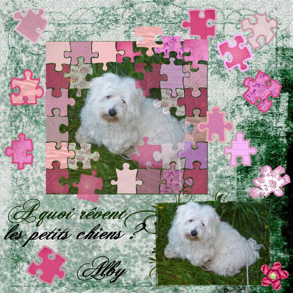 A quoi rêvent les petits chiens ?