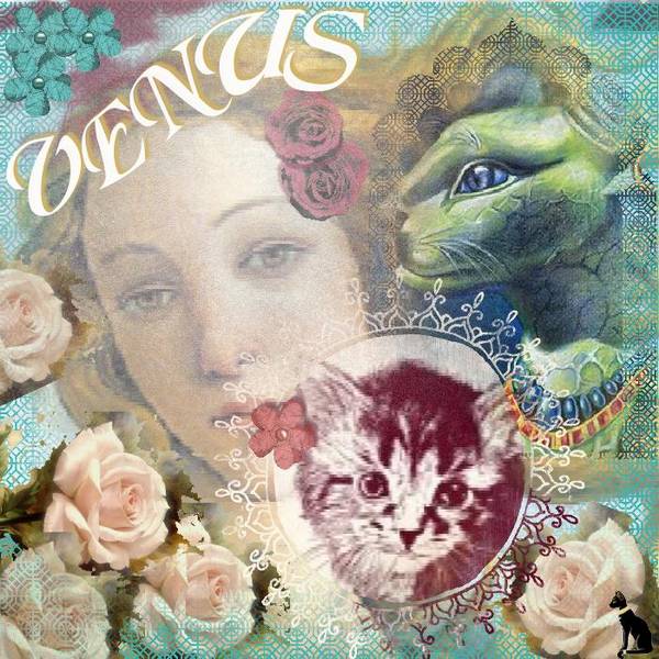 A une VENUS - CHAT  !