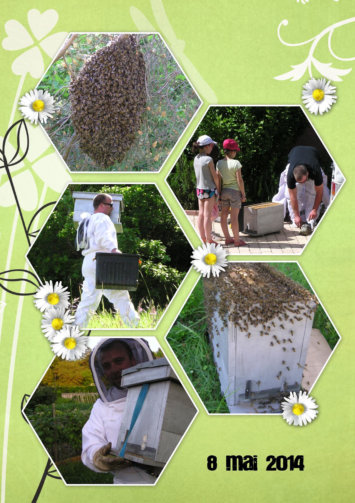 abeilles 8 mai 2014.jpg