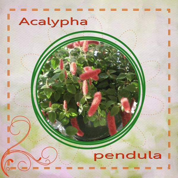 acalypha