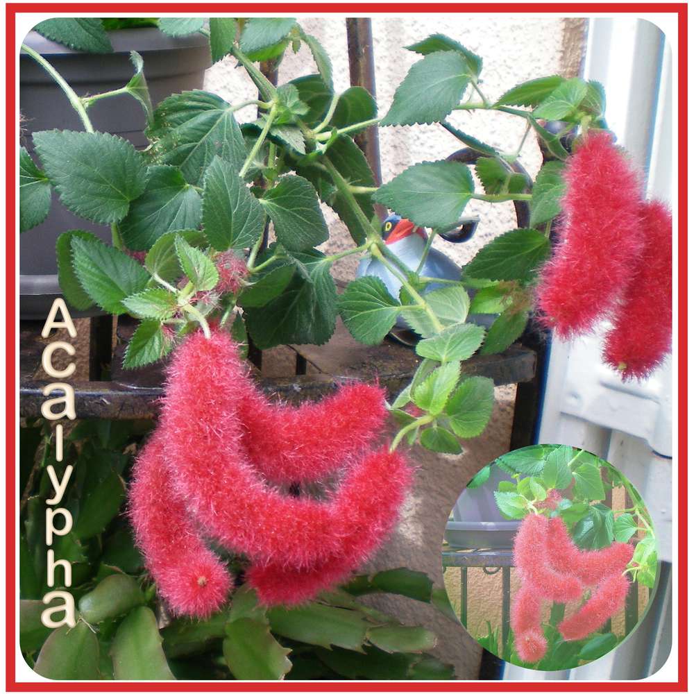 acalypha_africanus