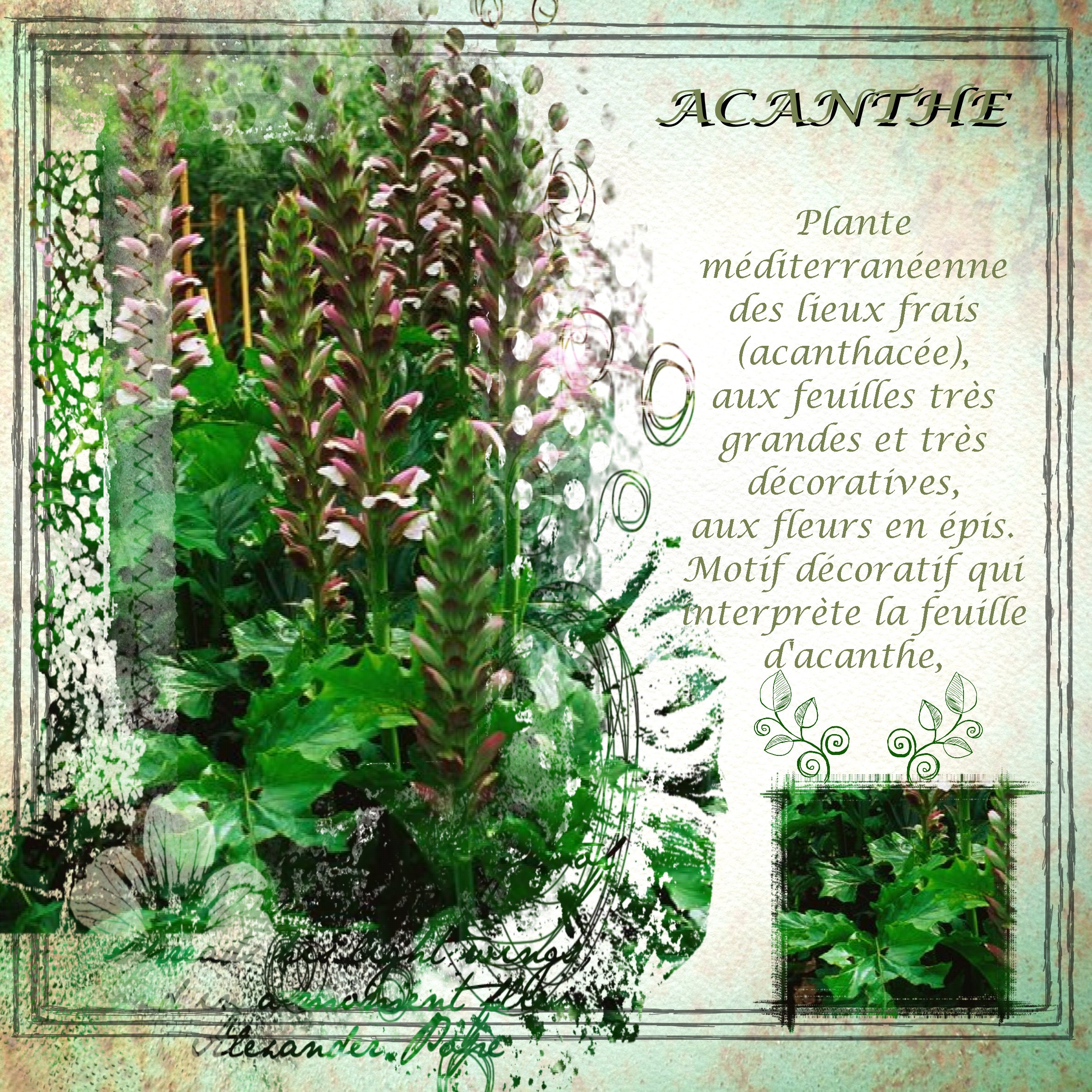 acanthe .jpg