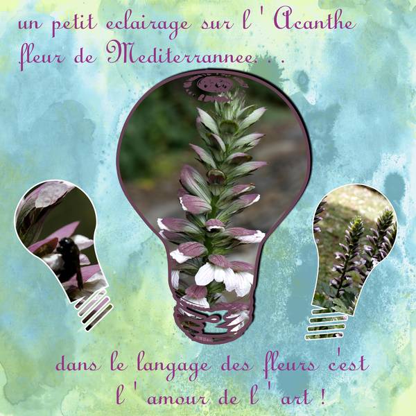 acanthe