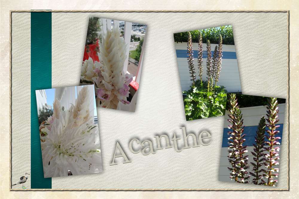 Acanthe
