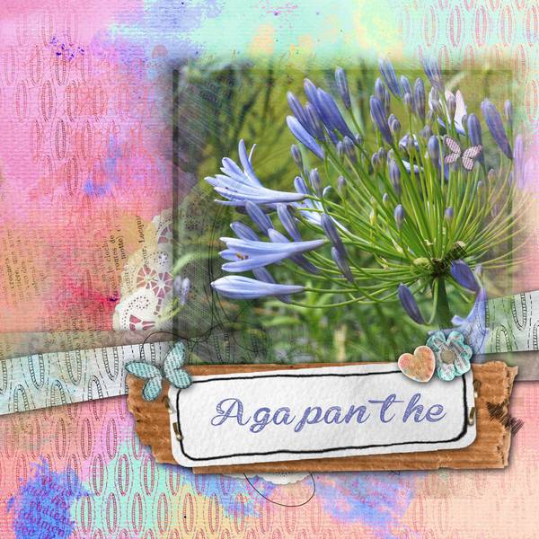 agapanthe_