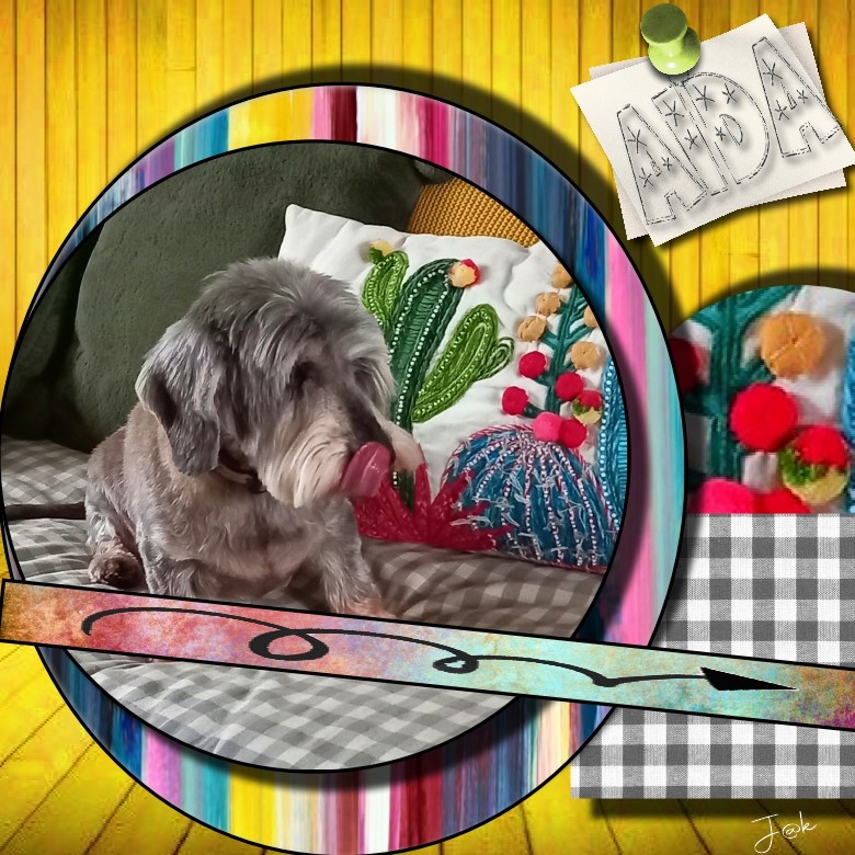 Aida revient ce matin de chez le toiletteur .jpg