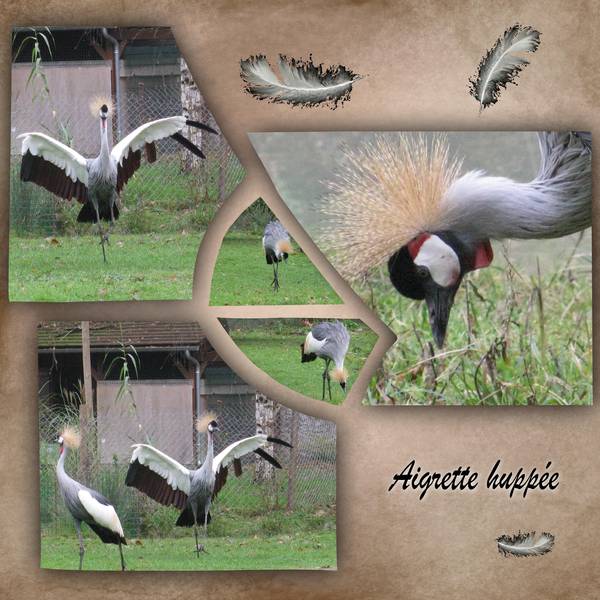 Aigrette huppée