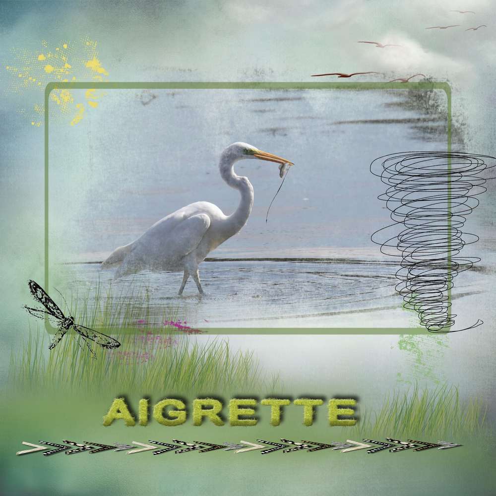 Aigrette8