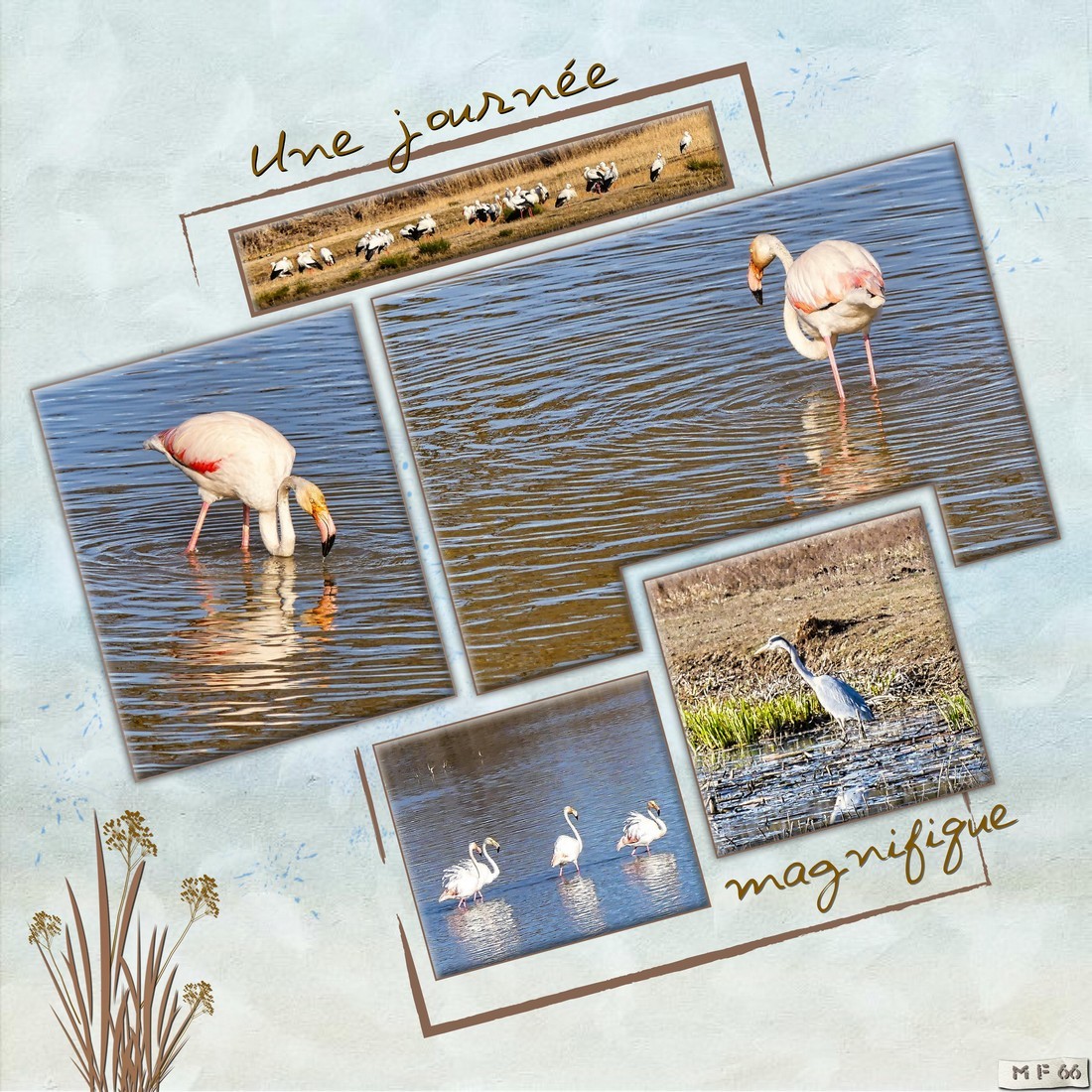 Aiguamolls 6 fevrier 2022.jpg