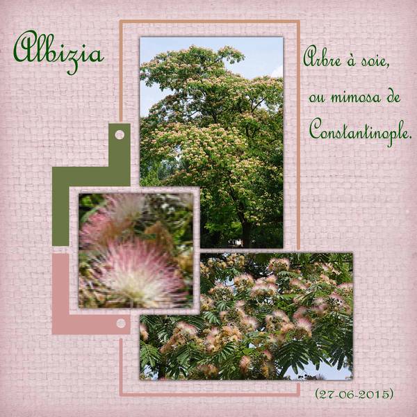 Albizia